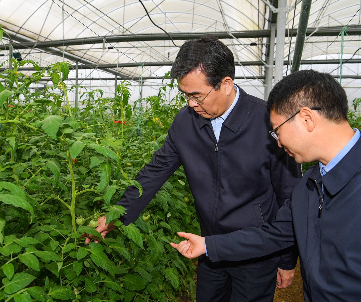 (4)李炳军在开阳县楠木渡镇高标准蔬菜保供基地考察.jpg
