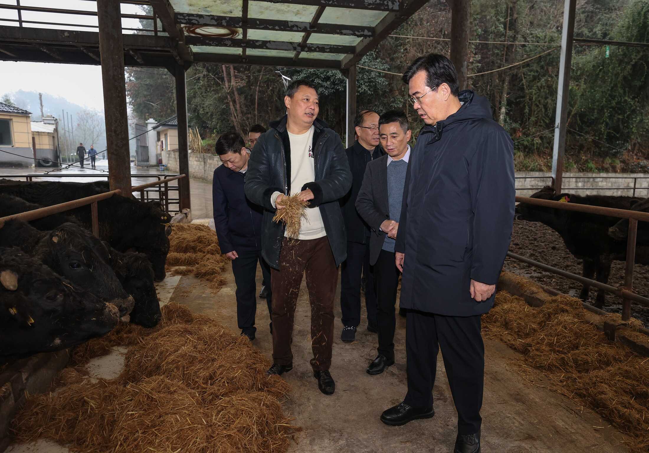 李炳军在凤冈县贵州龙滩口公司,实地察看肉牛养殖情况,与企业负责人深入交流。.jpg