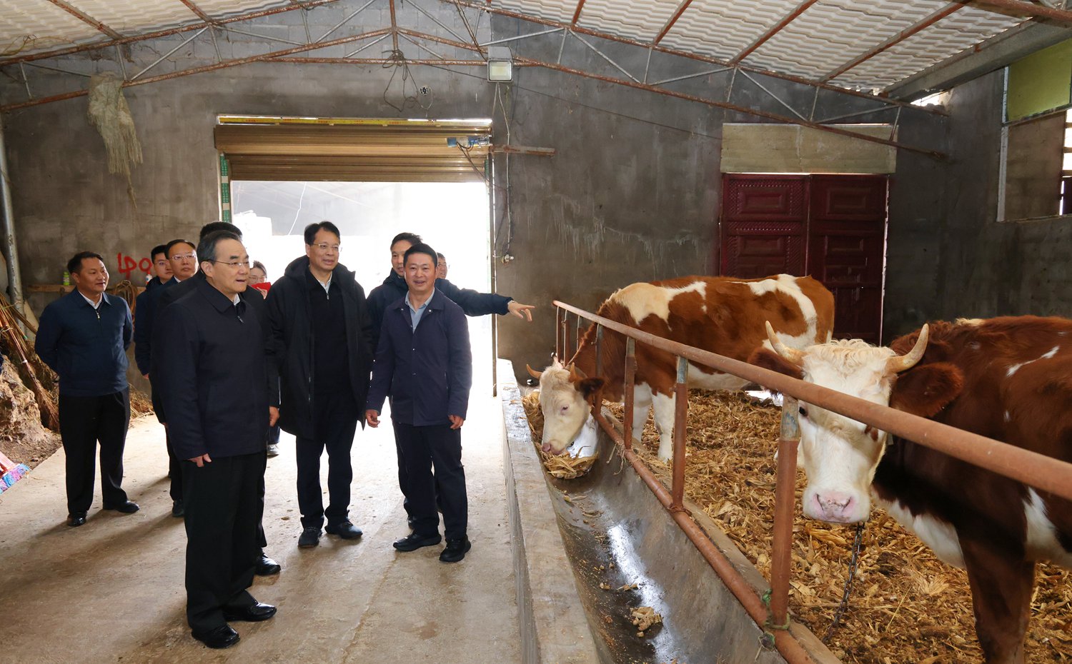 (审定)DPCL3996-1------2025年10月27日至28日,省委书记徐麟深入毕节市七星关区、威宁自治县调研。图为徐麟在威宁自治县么站镇平原村黄牛养殖场,了解黄牛产业发展带动群众增收等情况。贵州日报天眼新闻记者 杜朋城 摄影.jpg