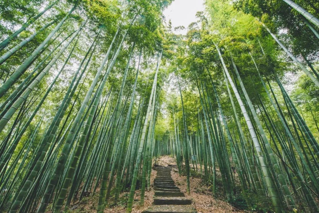 竹