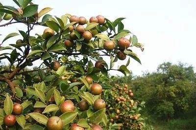 油茶