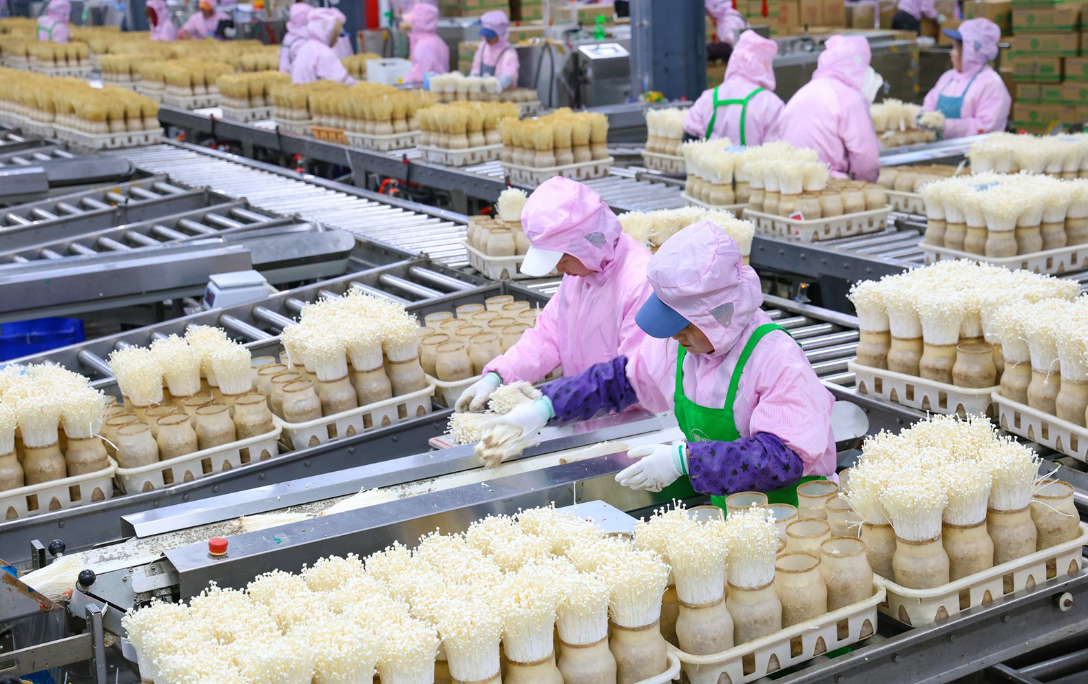 威宁雪榕生物科技有限公司是上海雪榕生物科技股份有限公司在九三学社中央社会服务部等部门的引进下入驻威宁成立的。目前,已建成香菇、金针菇和杏鲍菇共三个项目,吸纳当地群众就业。 林民 摄影.jpg