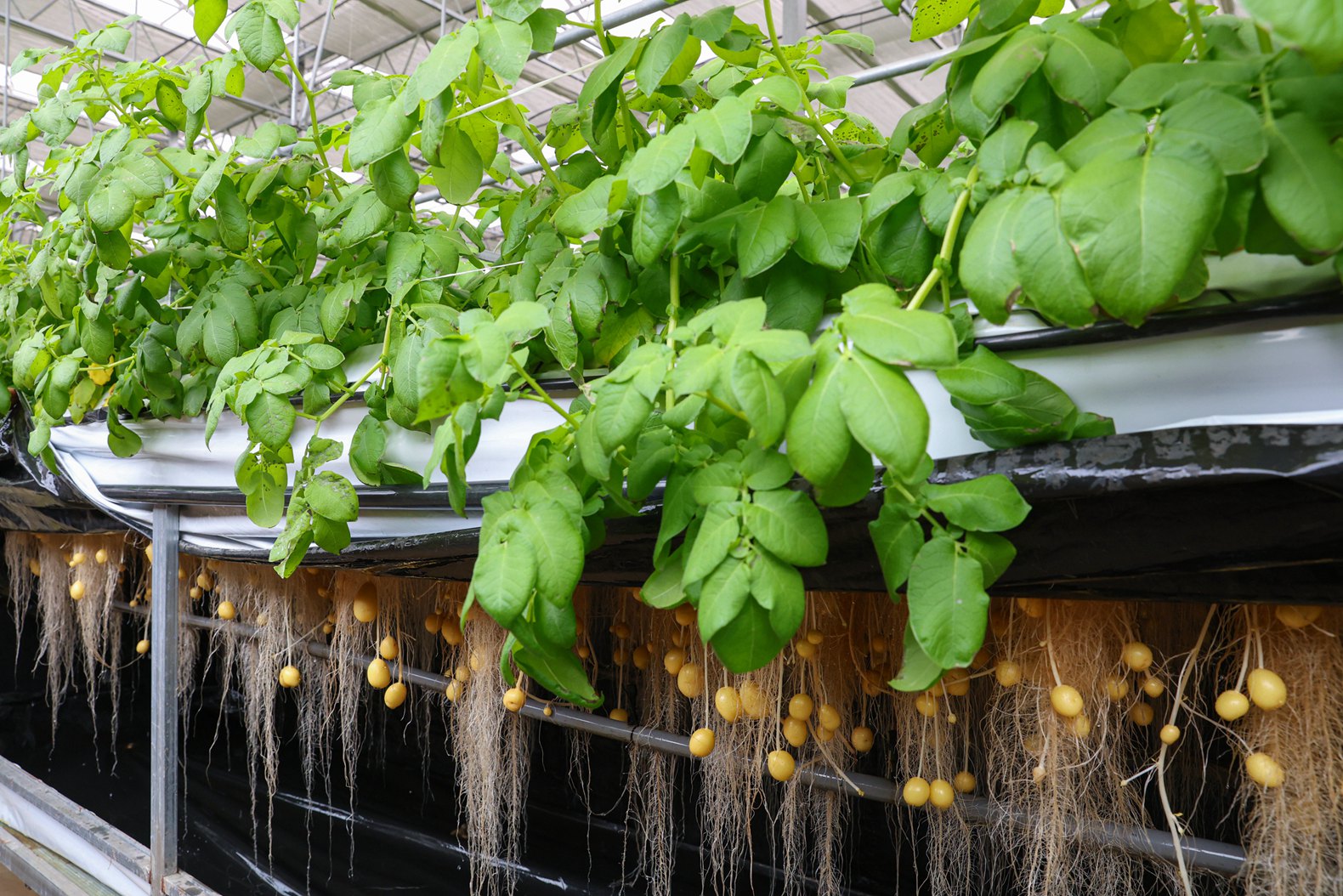 中垦薯业种薯培育基地由中农发种业集团于2015 年底投资建设,主要致力于马铃薯脱毒种薯的研究和扩繁。.jpg