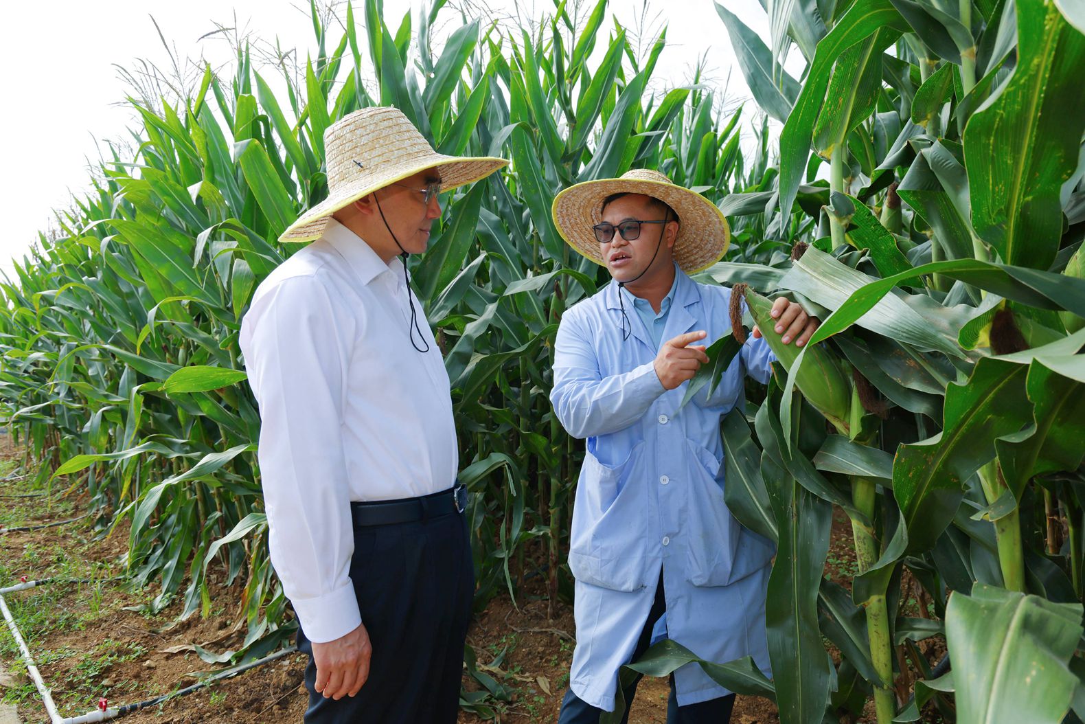图为徐麟在旱粮作物种质创新与品种选育基地,了解种质资源保护开发利用等情况。贵州日报天眼新闻记者 杜朋城 摄影.jpg